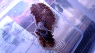 Giant Predatory Flatworm  Part 2 [upl. by Ro]