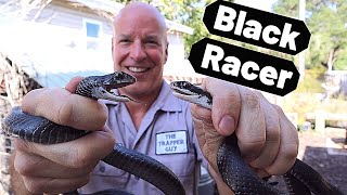 Florida Southern Black Racer Common black snake Coluber constrictor priapus [upl. by Mharba]