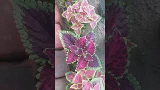 coleusplant plants gardening terracegardeningathome viralshort [upl. by Edan]