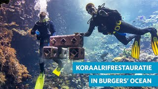 Koraalrif redden met kunstrif 🐠 [upl. by Lerat]