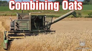 Combining OatsHeifer Feed On Our Small Family FarmJohn Deere 6600 Combine At Work [upl. by Nodab]