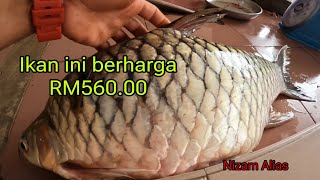 IKAN INI BERHARGA RM56000 [upl. by Wie]