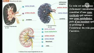 chapitre 5  lexcrétion urinaire 3ac الإبراز البولي [upl. by Evonne]