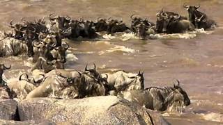 Amazing Wildebeest Migration over the Mara River [upl. by Yhtamit]