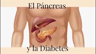 El páncreas y la diabetes [upl. by Lamok]