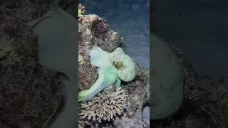 Octopus camouflaging into a rock shorts ocean octopus camouflage oddlysatisfying shortvideos [upl. by Genet]