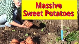 Massive Sweet Potato Harvest [upl. by Oalsinatse58]