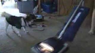 Papillon attacks vacuum cleaner [upl. by Dominique]