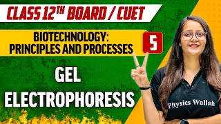 Biotechnology  Principles and Processes 05  Gel Electrophoresis  Class 12thCUET [upl. by Ajoop627]