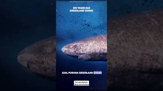 Greenland Shark 🦈🦈 shorts viral knowledgeable facts parveenchalotra [upl. by Leon]