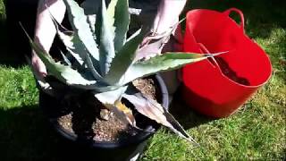 Repotting a neglected Agave [upl. by Walsh]