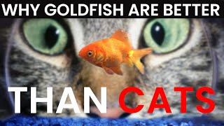 why GOLDFISH outrank CATS [upl. by Phillie]