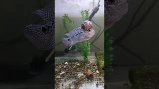 A week update part2King Strain ObiWan FH fyp viralvideo viralshorts aquarium [upl. by Lyns]