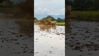 Pacu Jawi Tradisi Budaya Tanah Datar Minangkabau pacujawi sapi sumaterabarat shorts [upl. by Ynohtnakram]