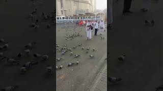 Mere abu g makkah k kabotar ko Dana dal rehy hain [upl. by Nitneuq]