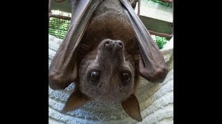 Surrounded By Wild BatsFeeding BlackGrey And Red Flying Fox Bats Grapes [upl. by Dias]