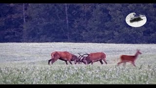 Red stag hunting during the rut  best moments 2018 1 [upl. by Ravilob]