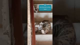 Kitten badi ho gyi youtubeshorts youtubevideos viralvideo 😺 [upl. by Bartram]