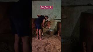 Purusharth पुरुषार्थ Day53 shorts motivation cow gaumata youtubeshorts yoyovivekyadav [upl. by Pittel]