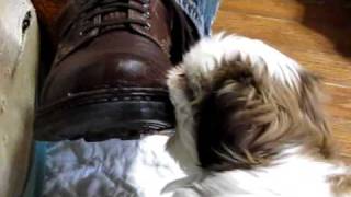 Rocking K Shih Tzu puppies [upl. by Jill872]