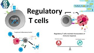 Regulatory T cells [upl. by Lundell979]