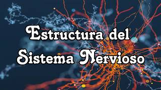 Estructura del Sistema Nervioso [upl. by Eitirahc]