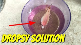 SOLUTION FOR DROPSY BETTA FISH [upl. by Kcirdahs]