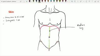 Anterior Abdominal Wall  1 Extent Layers Skin [upl. by Eahsan]