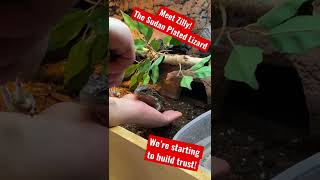 Trust building with Zilly Our Sudan plated lizard Gerrhosaurus Major [upl. by Adnahsed]