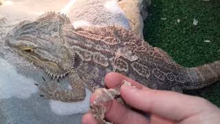 Bearded Dragon Shedding [upl. by Enrobso526]