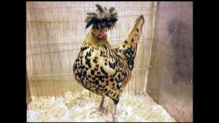 Appenzeller Spitzhhaube Bantam gold spangled National Poultry Show UK [upl. by Hctim]