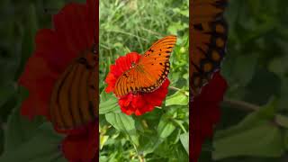 Gulf Fritillary butterfly [upl. by Abran931]