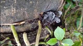 Rare Auricularia nigricans in Goa [upl. by Duaner]