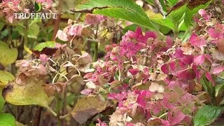 Comment tailler les hortensias   Truffaut [upl. by Nairahcaz]