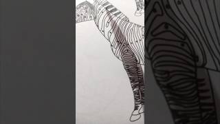 Zebra colouring zebra shorts [upl. by Osrock]