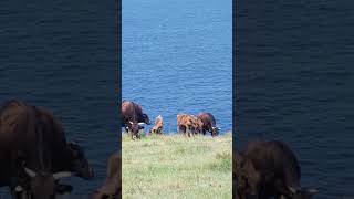 Cape Hizen amp cows🌊🌄🐄 [upl. by Modesta]