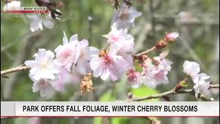 Fall foliage and winter cherry blossoms at their best in Saitama [upl. by Ebert]