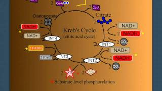 Cellular Respiration Part 2 The Krebs Cycle [upl. by Oicatsana]