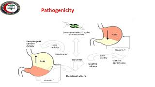 Helicobacter pylori associated diseasesMicrobiology Lecture [upl. by Riba379]