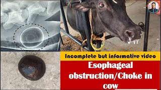 Esophageal obstruction in a cow by hair ballesophageal choke in cowsevere tympany [upl. by Caplan]