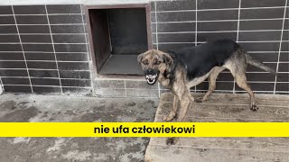 Jak oswoić dzikiego psa [upl. by Cott]