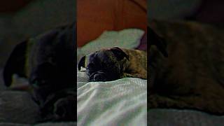 I wrote a song for my Puggle Teddy 🐶 it puts him to sleep 💤 🥹❤️pt4 [upl. by Ahteral]