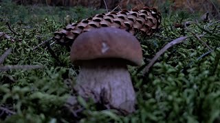 După hribi în pădurea de brad 🍄‍🟫🍄‍🟫🍄quotpână la sfârșitquot😱 [upl. by Martyn818]