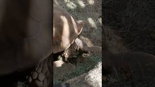 Endangered African Spurred Tortoise Feeding Time In Living Desert Zoo and Gardens Palms Springs 2024 [upl. by Tsnre]