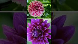 Petunia guldaudi mix flower garden trending shortsvideo [upl. by Bollay]