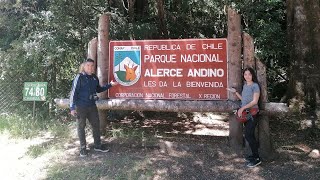 😱 PARQUE NACIONAL ALERCE ANDINO 👉 TREKKING LAGUNA SARGAZO Y 👉 ALERCE MILENARIO [upl. by Corkhill]