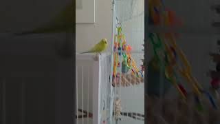 I didnt have any other perchers for Leah 😭 birds babyparrotកូនសេក birdlives birdlife [upl. by Roxine]