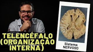 SISTEMA NERVOSO TELENCÉFALO ORGANIZAÇÃO INTERNA DO CÉREBRO  AULA PRÁTICA [upl. by Harris]