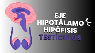 Fisiología de las GÓNADAS  Eje hipotalámo hipófisis testículos [upl. by Anitserp]