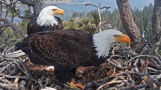 FOBBV Eagles 🦅 Shadow amp Jackie return to nest 🦈 Fish song sung amp nest tidied 🧹 2024 Apr 14 [upl. by Amary990]